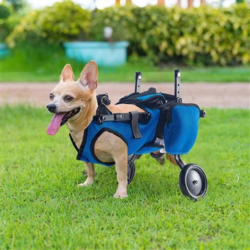 ¿Quiere saber cómo elegir el arnés adecuado para su perro? Su guía de abastecimiento está aquí.
